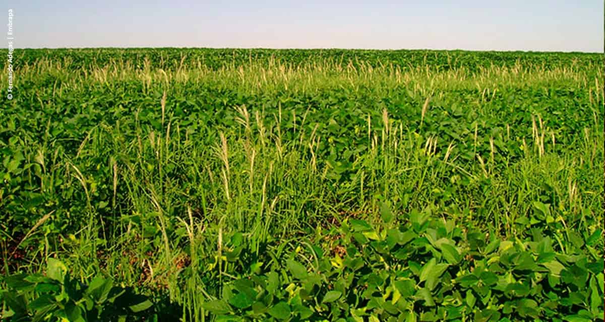 Plantas daninhas resistentes aumentam custo de produção de soja