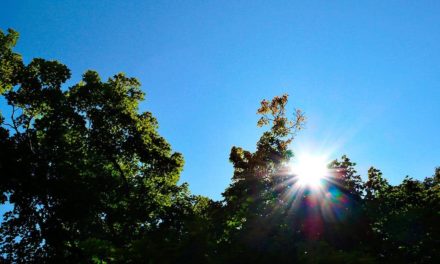 Feira debate aplicações tecnológicas na gestão de florestal