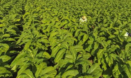 Primeira abertura oficial da colheita do tabaco acontece em Venâncio Aires