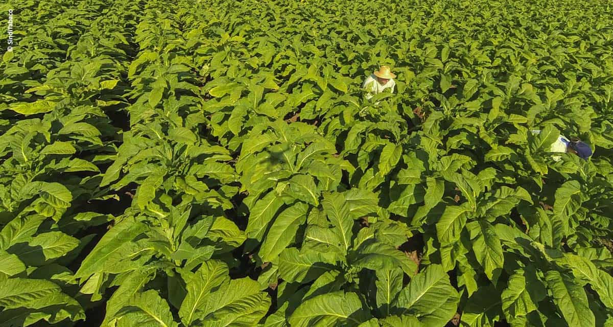 Primeira abertura oficial da colheita do tabaco acontece em Venâncio Aires