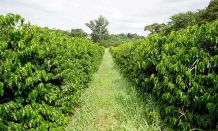 O café pode ser sustentável e manter a rentabilidade