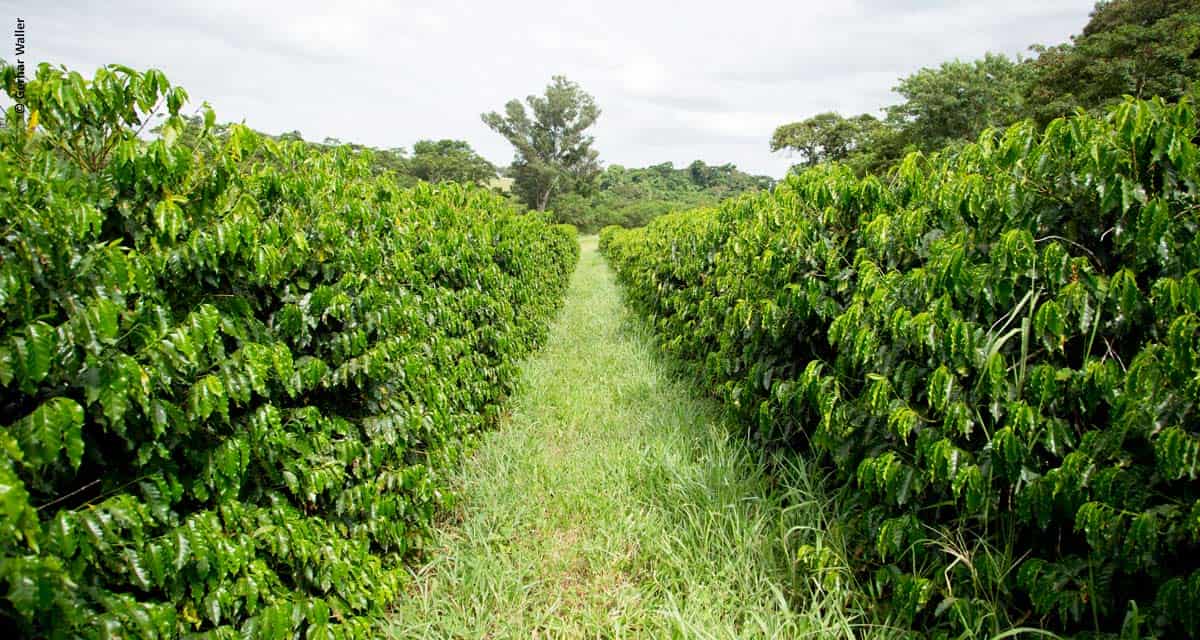 O café pode ser sustentável e manter a rentabilidade