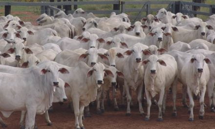 Novos estudos comprovam a eficácia do uso de algas marinhas também para nutrição animal