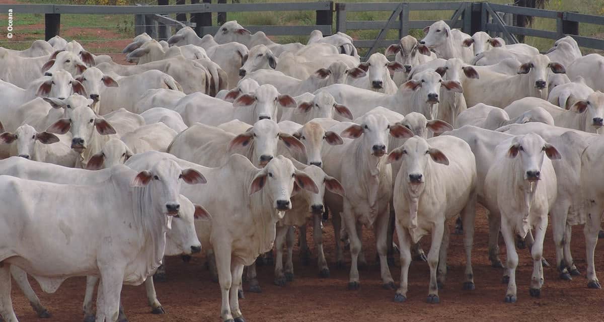 Novos estudos comprovam a eficácia do uso de algas marinhas também para nutrição animal