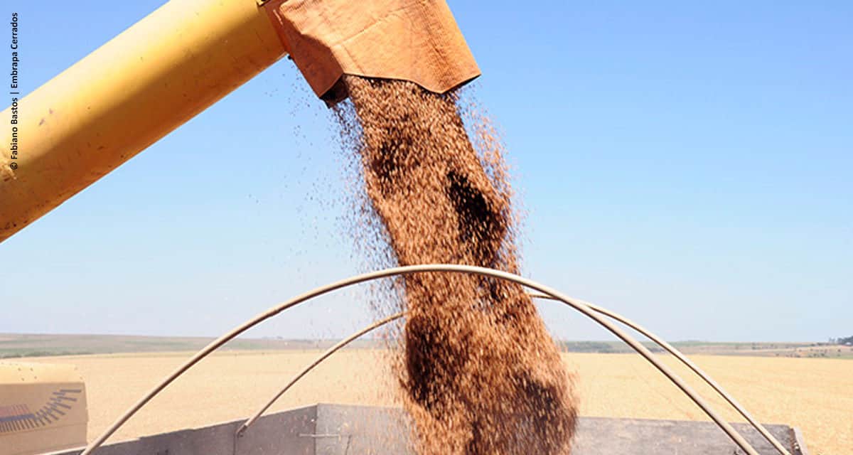 Fazenda no Cerrado registra recorde brasileiro na produtividade de trigo