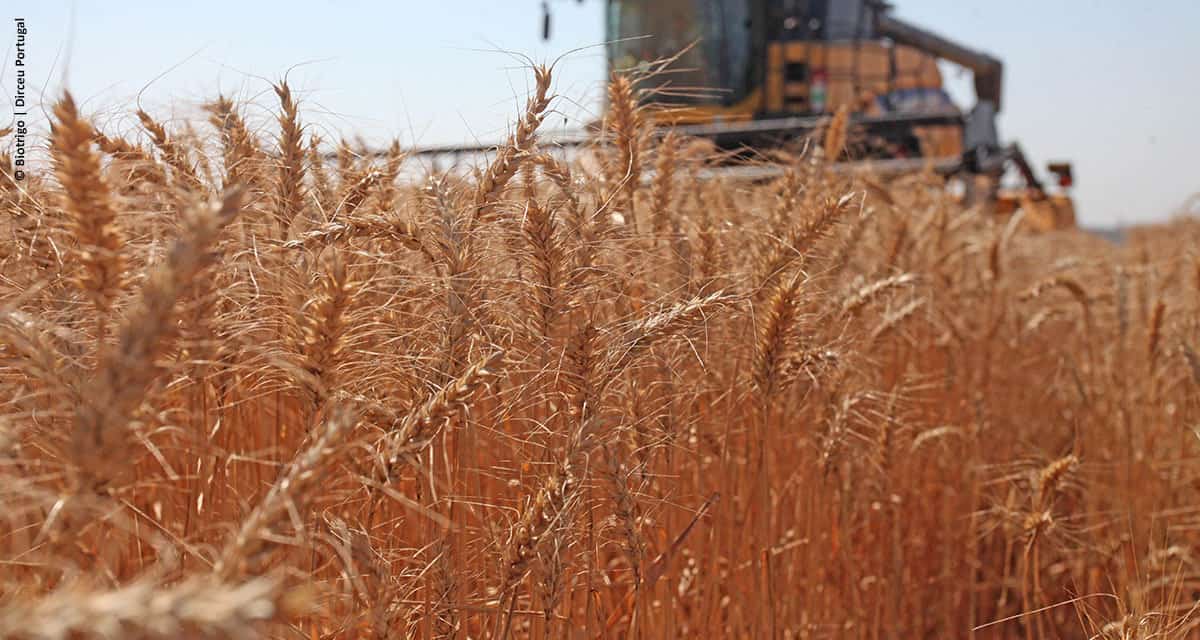 Papel da genética é essencial para o desenvolvimento do trigo