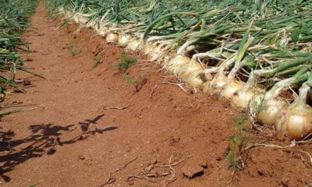 Cebolas híbridas garantem plantio o ano todo com qualidade para produtor e consumidor