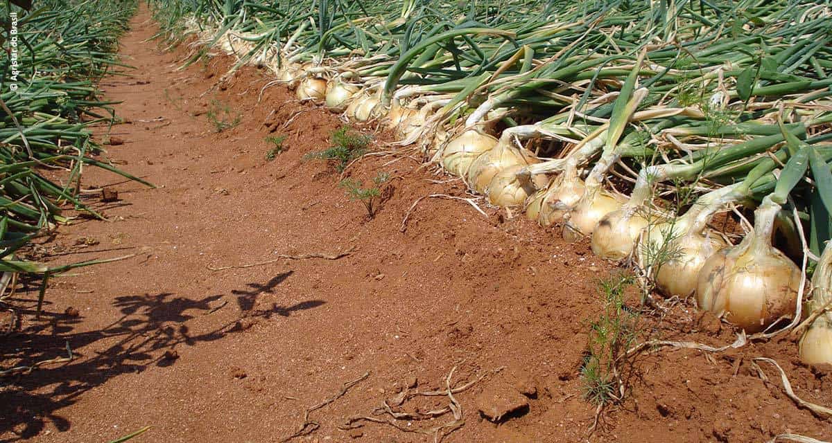 Cebolas híbridas garantem plantio o ano todo com qualidade para produtor e consumidor