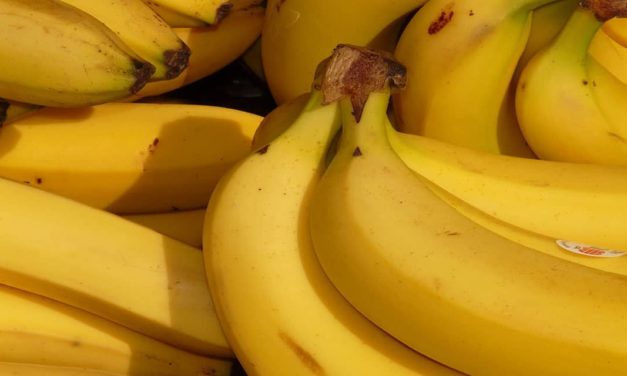 Manejo equilibrado de cálcio eleva produtividade da banana