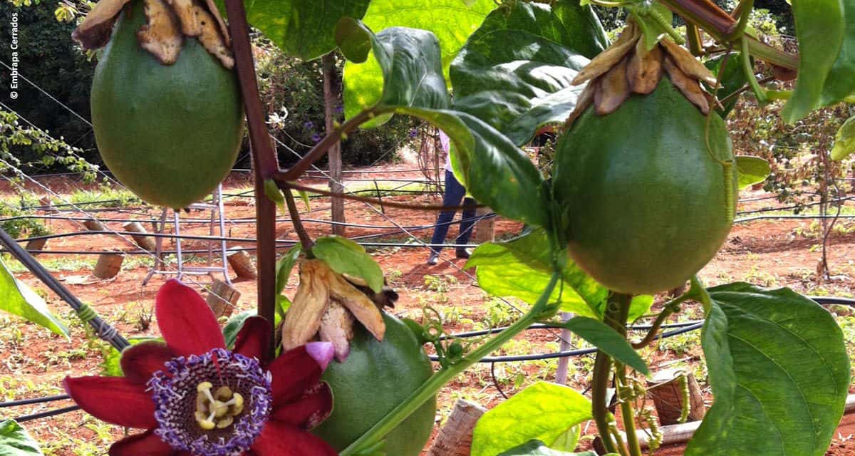 Embrapa Cerrados lança cultivar de maracujá doce