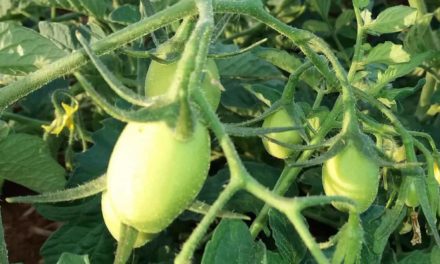 Uso de algas marinhas nas plantações de tomate aumenta a colheita e preserva os nutrientes