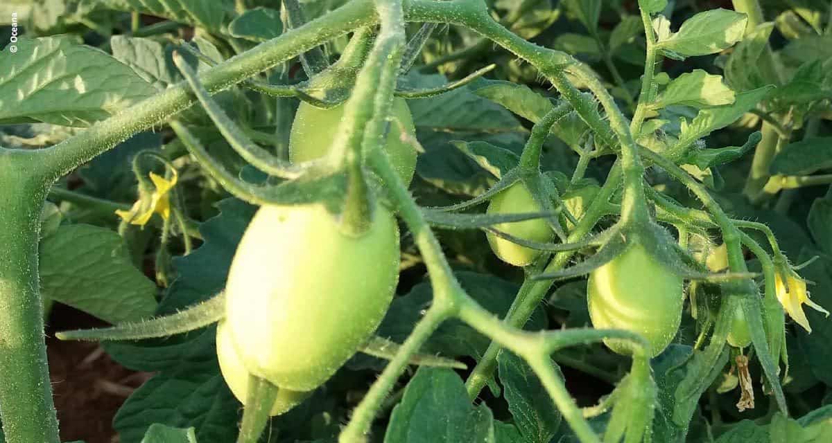 Uso de algas marinhas nas plantações de tomate aumenta a colheita e preserva os nutrientes