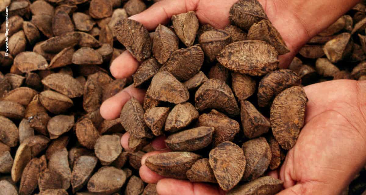 Corante extraído de sementes brasileiras garante sustentabilidade ao tingimento de tecidos