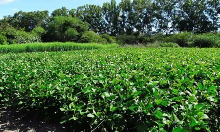 Pesquisa participativa cria bancos de sementes de adubo verde no Nordeste