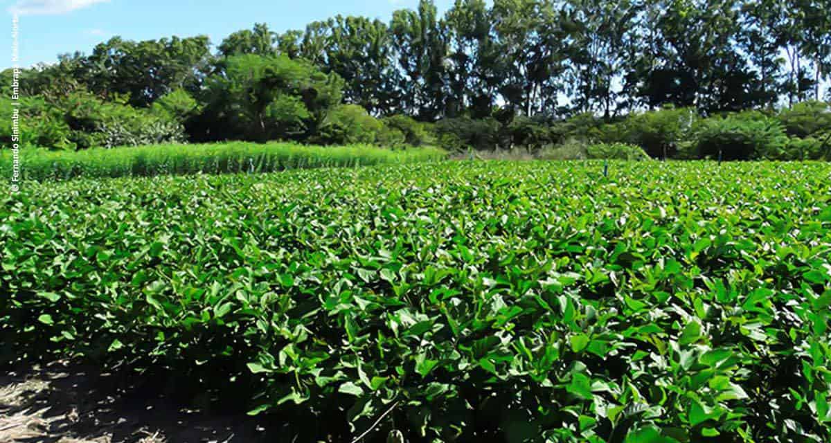 Pesquisa participativa cria bancos de sementes de adubo verde no Nordeste