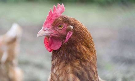 Sanidade avícola é ferramenta para maximização da produtividade