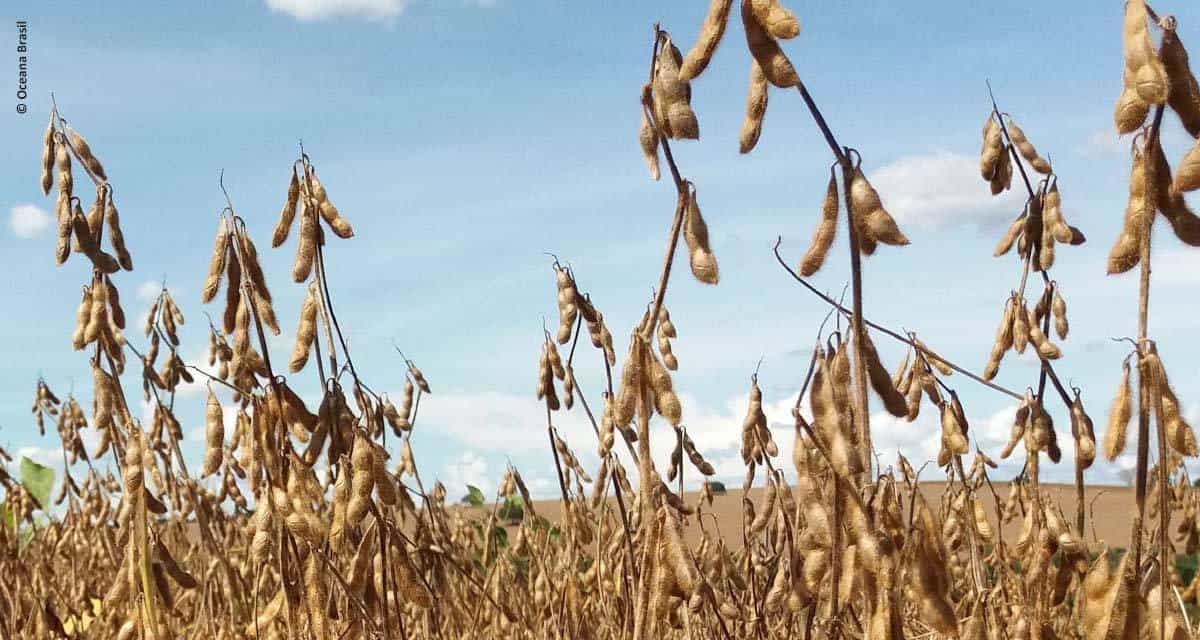 Produtores de soja aumentam a colheita em até 18% com uso de algas marinhas