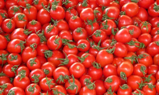 Ensacamento controla pragas do tomate