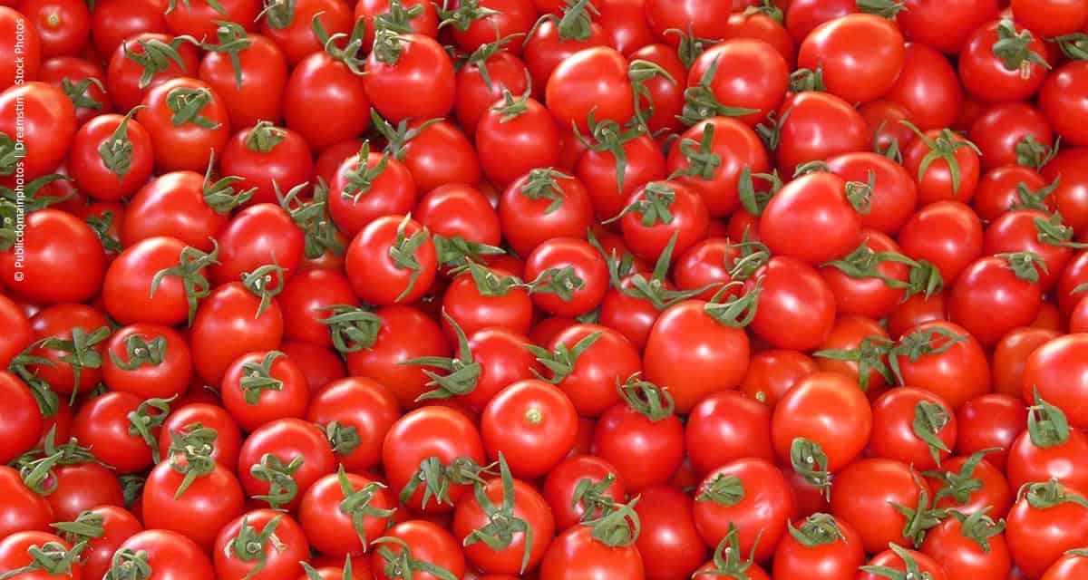 Ensacamento controla pragas do tomate