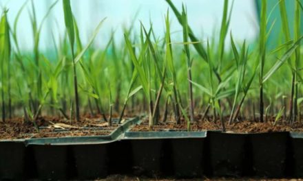 Estudos avaliam manejo de plantas daninhas em áreas com MPB