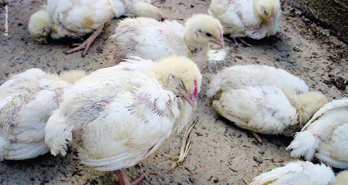 Gumboro: um desafio para a indústria avícola