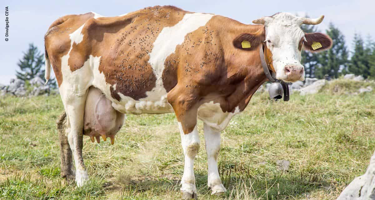 A importância da rápida identificação da Tripanossomose