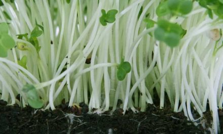 Dieta à base de carbono: que delícia