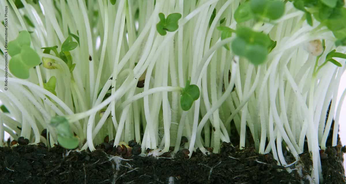 Dieta à base de carbono: que delícia