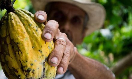 Biotecnologia: doce alento para o amargo destino do cacau