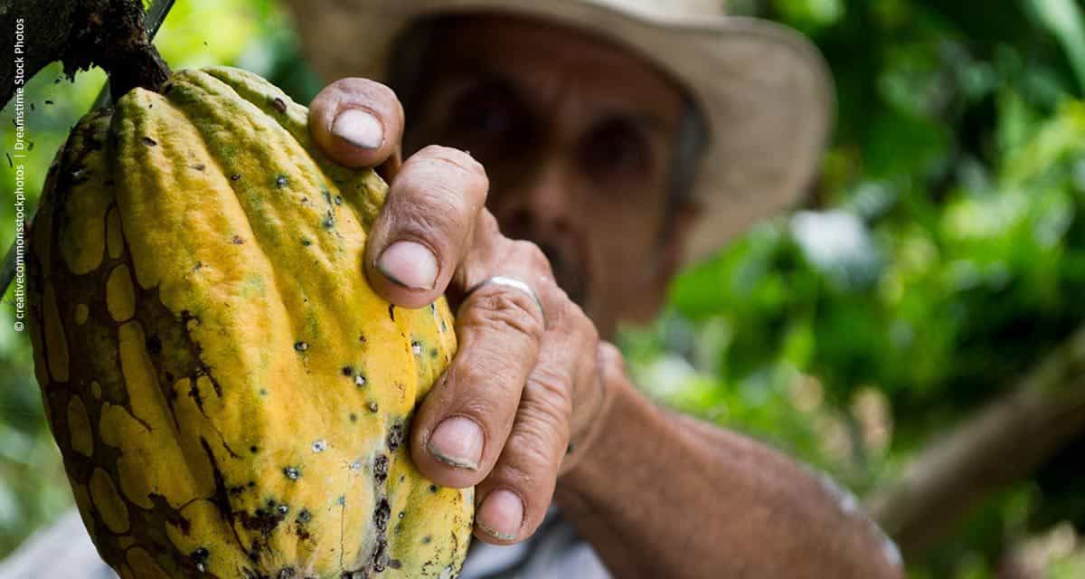 Biotecnologia: doce alento para o amargo destino do cacau