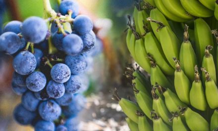 Algas marinhas aumentam a produção e a qualidade das plantações de uva e banana