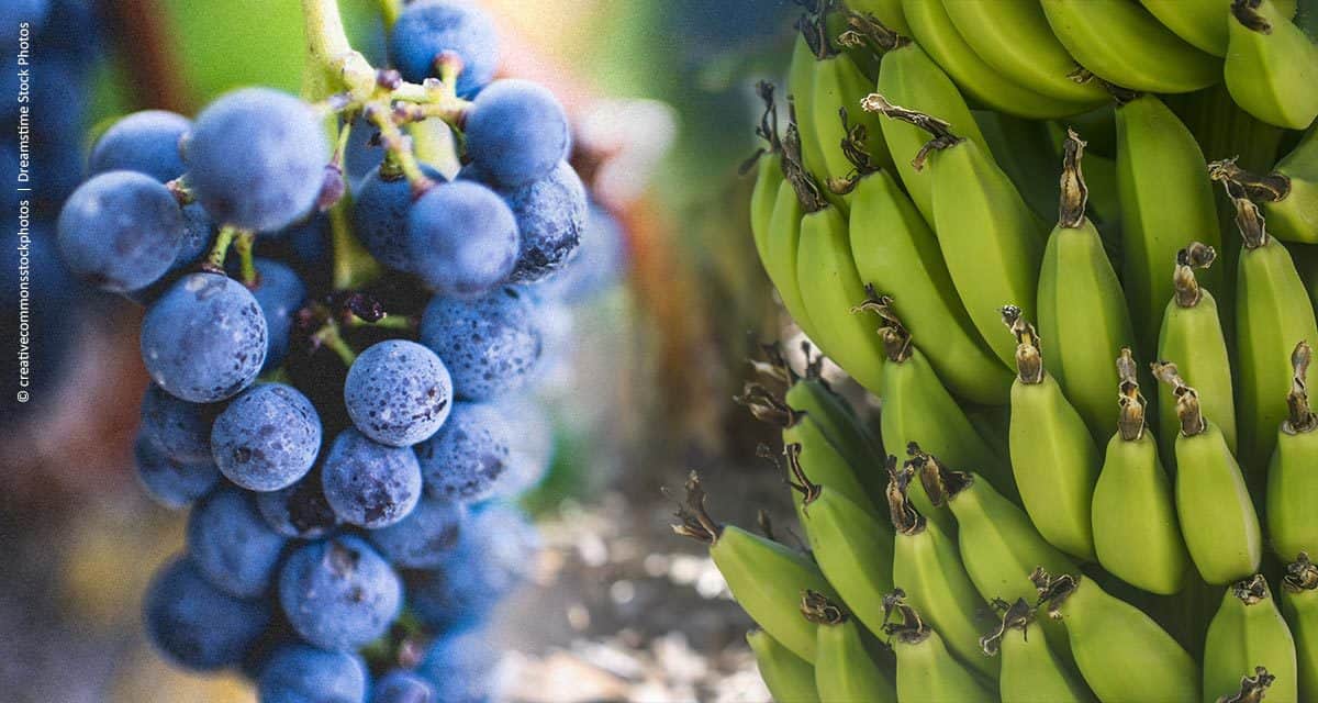 Algas marinhas aumentam a produção e a qualidade das plantações de uva e banana