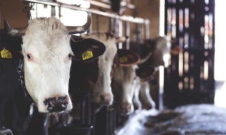 Allflex investe no monitoramento de pecuária leiteira