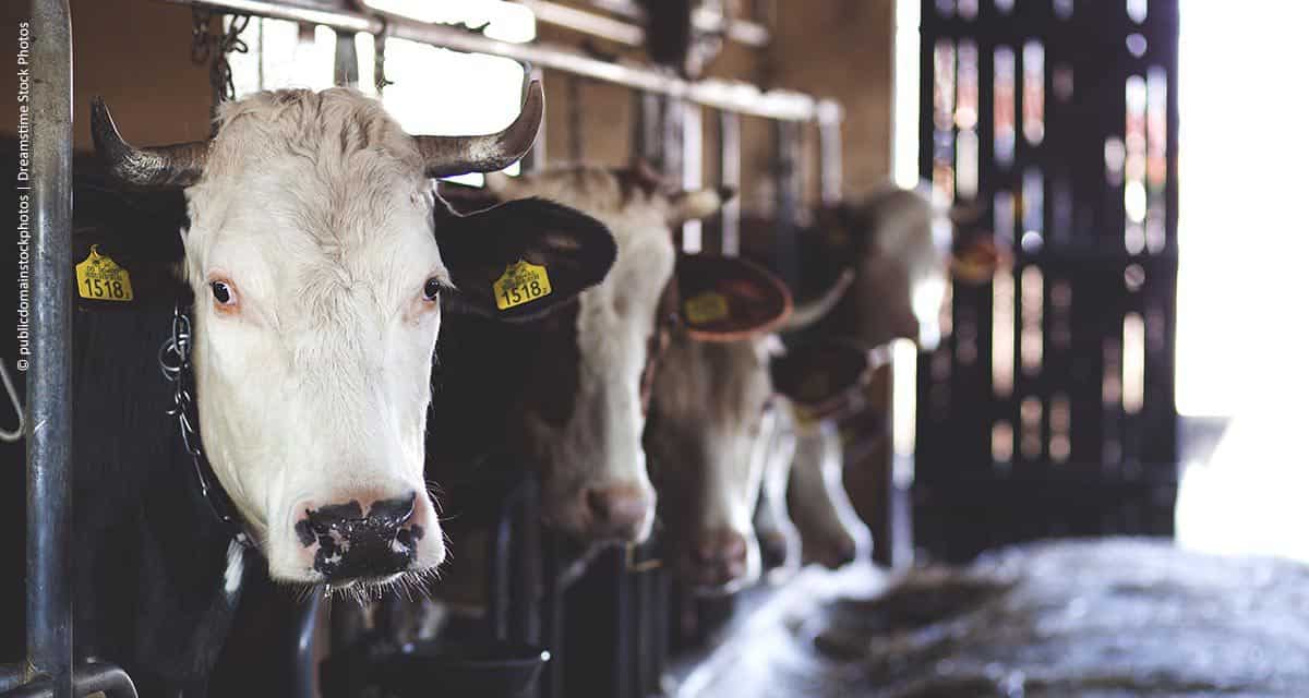 Allflex investe no monitoramento de pecuária leiteira