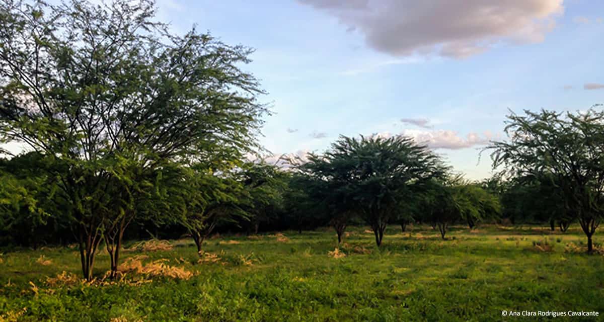 Sistema ajuda produtor rural a fazer recomposição ambiental em qualquer bioma brasileiro