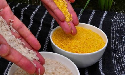 Espera pelo arroz dourado pode estar perto do fim