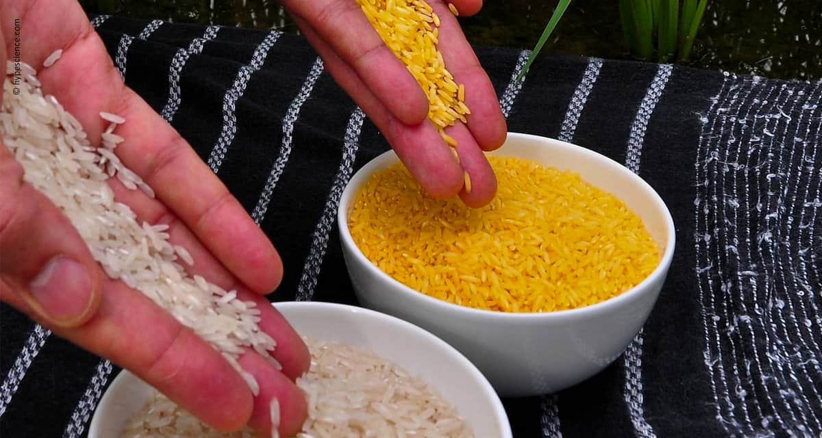 Espera pelo arroz dourado pode estar perto do fim