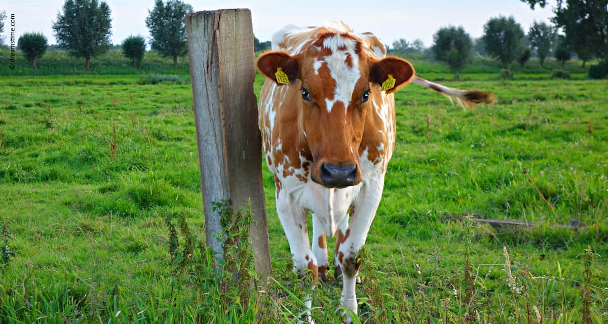 NovaProm abre mercado americano para novo ingrediente funcional bovino