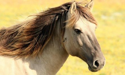 Surto de Influenza Equina na Argentina acende alerta para os criadores brasileiros