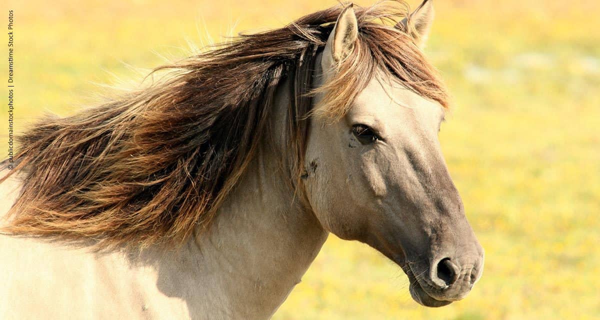 Surto de Influenza Equina na Argentina acende alerta para os criadores brasileiros