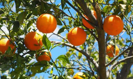 Clima contribui e safra da laranja tem produtividade recorde em SP e MG