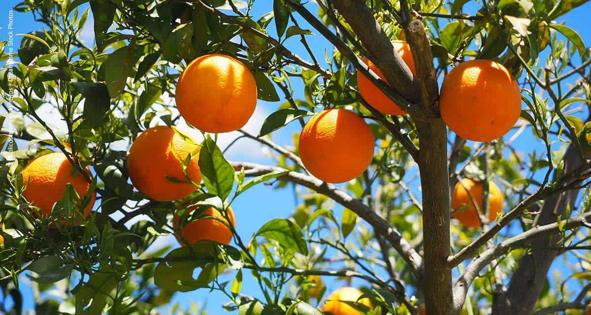 Clima contribui e safra da laranja tem produtividade recorde em SP e MG