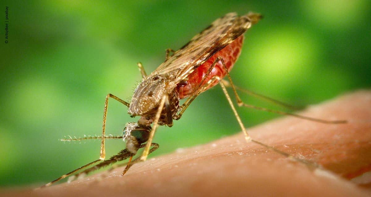Syngenta anuncia a fase inicial de desenvolvimento de um novo inseticida para combater a malária