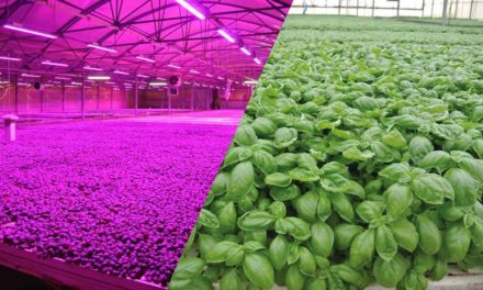 Tecnologia em LED para horticultura