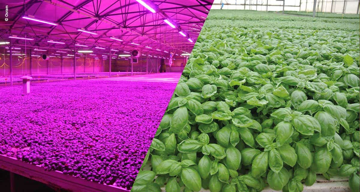 Tecnologia em LED para horticultura