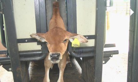 Pecuaristas podem aproveitar o período de vacinação para identificar os animais