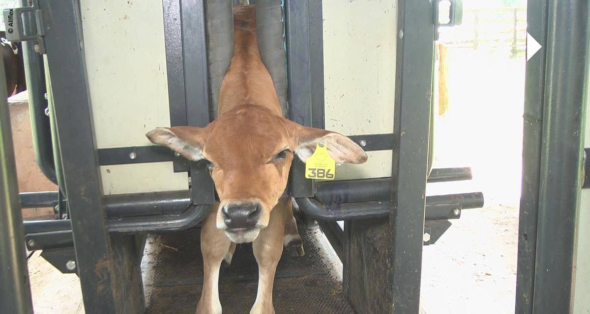 Pecuaristas podem aproveitar o período de vacinação para identificar os animais