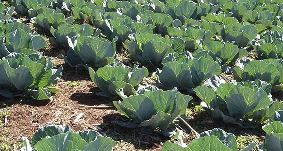 Plantio direto tem potencial para sequestrar carbono na produção de hortaliças