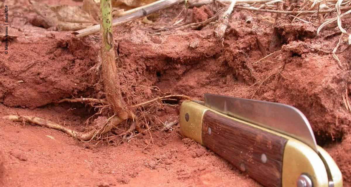 Estudo observa estrutura do solo em sistema de plantio direto