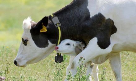 Genética e monitoramento do rebanho são aliados para o aumento de produtividade na pecuária leiteira